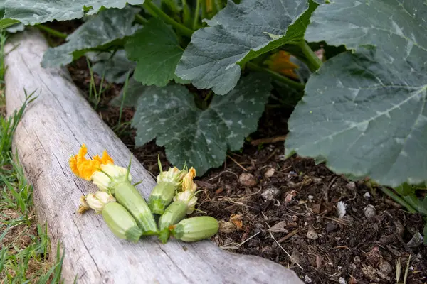 Birkaç küçük, açık yeşil kabak meyvesi ve onların eskimiş, açık renkli ahşap bir tahtanın üzerinde uzanan çiçekleri yakından görülebilir. Büyük yeşil yapraklı kabak bitkileri..