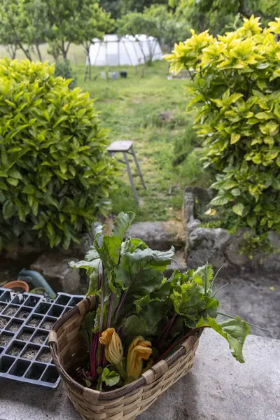 Yüksek açılı, aşırı büyümüş bir bahçe yolunun yakın plan görüntüsü yoğun, yeşil yapraklarla kısmen gizlenmiş. Yıpranmış ahşap bir merdiven görülebiliyor. Yolun yakınındaki bitki örtüsüne yaslanıyor..