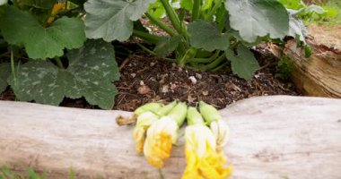 Yüksek açılı, yakın plan çekimde birkaç yeni toplanmış kabak çiçeği açık renkli, muhtemelen ahşap bir yüzey üzerinde dinleniyor. Çiçekler parlak sarı renktedir, görünür erkeklik organları ve erkeklik organları vardır..