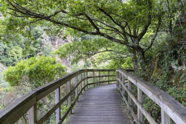 Yüksek açılı, hafif kıvrımlı, korkuluklu ahşap bir geçitin orta açılı görüntüsü, sık ve yeşil bir ormanın içinden geçiyor. Yürüyüş yolu yıpranmış gri-kahverengi ahşaptan oluşur, doğal olarak sergilenir.
