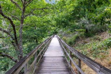 Yüksek açı, ahşap bir geçitin uzak çekim alanı yemyeşil bir ormana yavaşça iniyor. Geçit ahşap kalaslardan oluşuyor ve her iki tarafında da korkuluklar var. Perspektif bir...