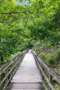 Resim, yoğun ve yeşil bir araziye uzanan yüksek ahşap yürüyüş yolunun perspektif görünümünü sergiliyor. Basit parmaklıkları olan açık renkli ahşaptan yapılmış yürüyüş yolu merkezi.