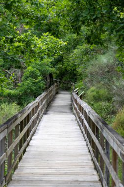 Görüntü, ahşap bir yürüyüş yolunun ya da tahta kaldırımın nazikçe yükselen bir perspektifini gösteriyor. Geçit, eskimiş kahverengi ahşap korkuluklarla çevrili açık gri beton basamaklardan oluşuyor. Yemyeşil