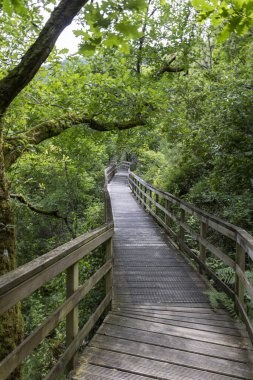 Görüntü, yoğun ve yemyeşil bir ormandan geçen yüksek ahşap bir yürüyüş yolunun perspektifini gösteriyor. Yıpranmış gri ahşaptan yapılma yürüyüş yolu, basit parmaklıklarla, yavaşça kıvrılarak...