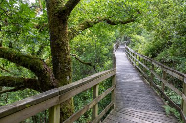 Yüksek açılı, ahşap bir kaldırımın orta ölçekli görüntüsü sık ve yeşil bir orman tepe örtüsünün içinden yükseliyor. Geçit, basit ahşap korkuluklu eskimiş gri-kahverengi ahşap tahtalardan yapılmıştır. Yemyeşil