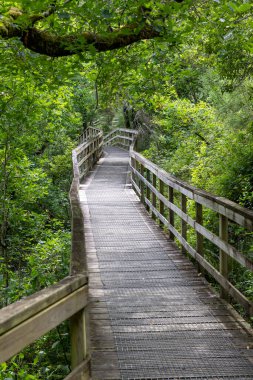 Yüksek açılı, yeşil bir ormana uzanan dolambaçlı ahşap bir kaldırım. Tahta kaldırım açık gri-kahverengi ahşap tahtalardan yapılmıştır ve her ikisinde de basit ahşap korkuluklar vardır.
