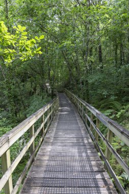Resim, sık ve yemyeşil bir ormana uzanan tahta bir tahta kaldırımın perspektif görünümünü sergiliyor. Açık yeşil korkuluklu yıpranmış gri kalaslardan oluşan tahta kaldırım, merkezi