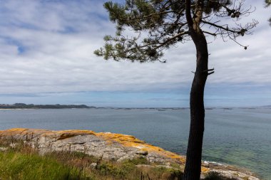 Suda birkaç tekne olan bir su kütlesinin önünde bir ağaç var. Huzurlu ve huzurlu bir sahne..