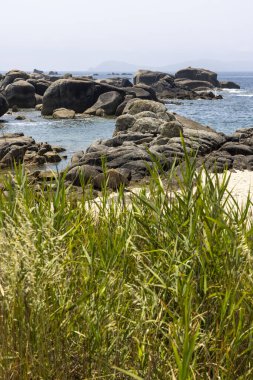 Arka planda bir su kütlesi olan kayalık bir kıyı şeridi. Su mavi ve kıyı şeridi yeşil bitkilerle kaplı.