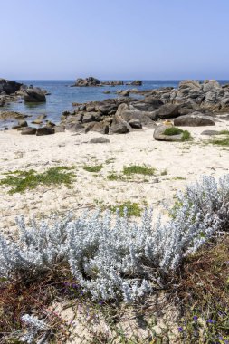 Küçük bir parça ot ve bitkilerle kayalık bir sahil. Kumsal boş ve gökyüzü temiz.