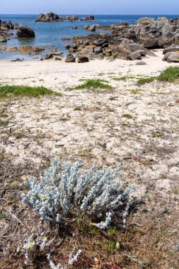 Küçük bir parça ot ve bitkilerle kayalık bir sahil. Kumsal boş ve gökyüzü temiz.
