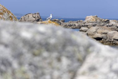Bir martı okyanusun yakınındaki bir kayaya tünemiştir. Görüntü huzurlu ve huzurlu bir ruh haline sahip. Kuş ve okyanus bir sakinlik hissi yaratıyor.