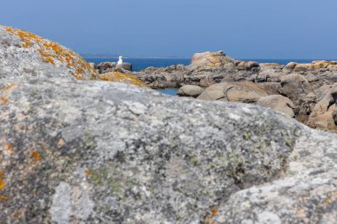 Bir martı okyanusun yakınındaki bir kayaya tünemiştir. Görüntü huzurlu ve huzurlu bir ruh haline sahip. Kuş ve okyanus bir sakinlik hissi yaratıyor.