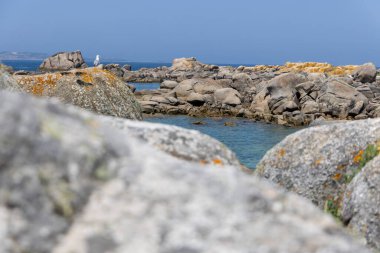 Bir martı okyanusun yakınındaki bir kayaya tünemiştir. Görüntü huzurlu ve huzurlu bir ruh haline sahip. Kuş ve okyanus bir sakinlik hissi yaratıyor.