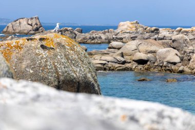Bir martı okyanusun yakınındaki bir kayaya tünemiştir. Görüntü huzurlu ve huzurlu bir ruh haline sahip. Kuş ve okyanus bir sakinlik hissi yaratıyor.