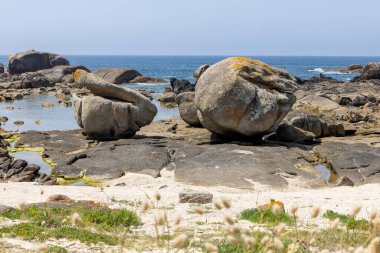 Ortasında büyük bir kaya olan kayalık bir plaj. Kumsal çimlerle kaplı ve ön planda bazı çiçekler var.