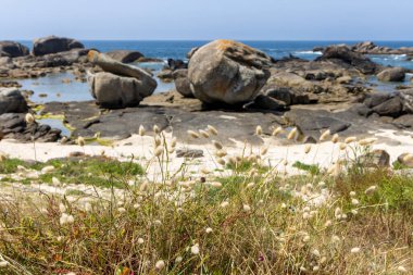 Ortasında büyük bir kaya olan kayalık bir plaj. Kumsal çimlerle kaplı ve ön planda bazı çiçekler var.