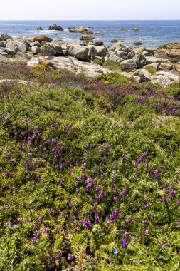 Kayalık bir kıyı şeridi ve suya giden küçük bir patika. Su sakin ve mavi.