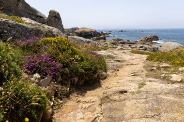 Suya giden yolu olan kayalık bir sahil. Yol kır çiçekleriyle kaplı ve arkada da okyanus var.