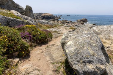 Suya giden yolu olan kayalık bir sahil. Yol kır çiçekleriyle kaplı ve arkada da okyanus var.