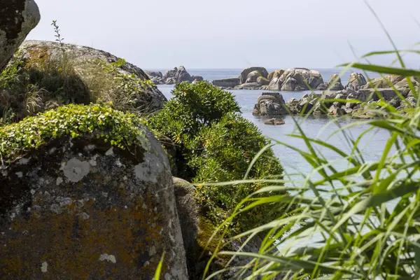 Arka planda bir su kütlesi olan kayalık bir kıyı şeridi. Su mavi ve kıyı şeridi yeşil bitkilerle kaplı.