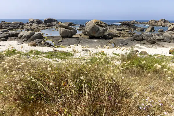 Ortasında büyük bir kaya olan kayalık bir plaj. Kumsal çimlerle kaplı ve ön planda bazı çiçekler var.