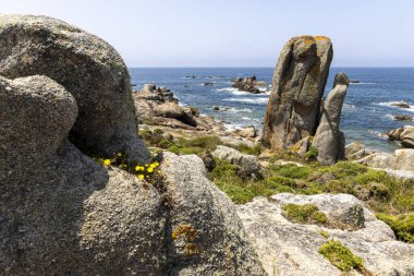 Suya giden yolu olan kayalık bir sahil. Yol kır çiçekleri ve otlarla dolu.
