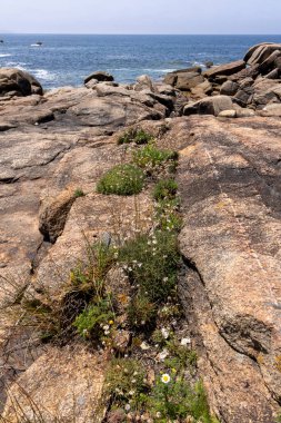 Kayaların arasında büyüyen küçük yeşil çimenli kayalık bir kıyı şeridi. Çimenler papatyalar da dahil olmak üzere birkaç çiçekle çevrilidir. Huzurlu ve huzurlu bir sahne.