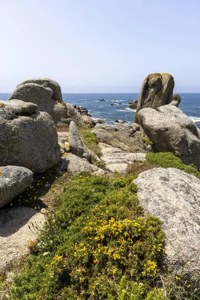 Suya giden yolu olan kayalık bir sahil. Yol kır çiçekleri ve otlarla dolu.