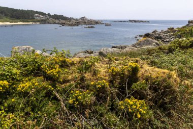 Arka planda bir su kütlesi olan kayalık bir kıyı şeridi. Su sakin ve kıyı şeridi ot ve yabani otlarla kaplı.