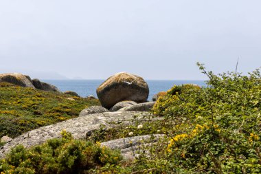 Arka planda bir su kütlesi olan kayalık bir kıyı şeridi. Su sakin ve kıyı şeridi ot ve yabani otlarla kaplı.