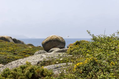 Arka planda bir su kütlesi olan kayalık bir kıyı şeridi. Su sakin ve kıyı şeridi ot ve yabani otlarla kaplı.