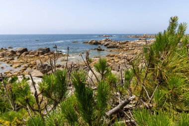 Arka planda büyük bir su kütlesi olan güzel bir sahil. Ön planda bir ağaç duruyor ve sahneye doğanın bir dokunuşunu ekliyor. Gökyüzü açık ve mavi.
