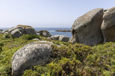 Küçük yeşil çimenleri ve sarı çiçekleri olan kayalık bir kıyı şeridi. Çiçekler küçük ve dağınık, ve çimenler seyrek. Sahne sakin ve sakin, arkada okyanus var.