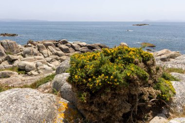 Küçük yeşil çimenleri ve sarı çiçekleri olan kayalık bir kıyı şeridi. Çiçekler küçük ve dağınık, ve çimenler seyrek. Sahne sakin ve sakin, arkada okyanus var.