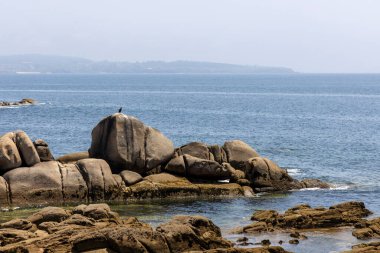 Arka planda bir su kütlesi olan kayalık bir kıyı şeridi. Su sakin ve kıyı şeridi ot ve yabani otlarla kaplı.