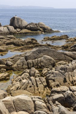 Arka planda bir su kütlesi olan kayalık bir kıyı şeridi. Su sakin ve kıyı şeridi ot ve yabani otlarla kaplı.