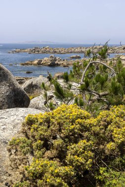 Arka planda bir su kütlesi olan kayalık bir kıyı şeridi. Kayalar büyük ve pürüzlü, çimenler yemyeşil..