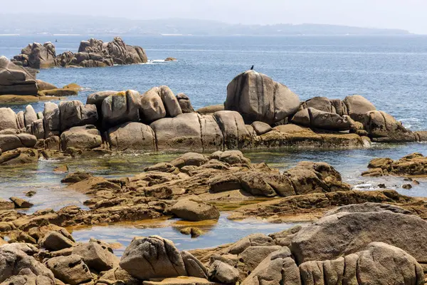 Arka planda bir su kütlesi olan kayalık bir kıyı şeridi. Su sakin ve kıyı şeridi ot ve yabani otlarla kaplı.