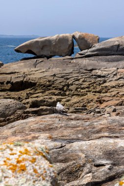 Bir kuş büyük bir kaya oluşumunun önündeki bir kayanın üzerine tünemiştir. Sahne sakin ve huzurlu. Bölgede yaşayan tek canlı kuş.