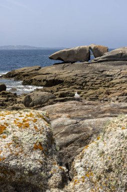 Bir kuş büyük bir kaya oluşumunun önündeki bir kayanın üzerine tünemiştir. Sahne sakin ve huzurlu. Bölgede yaşayan tek canlı kuş.