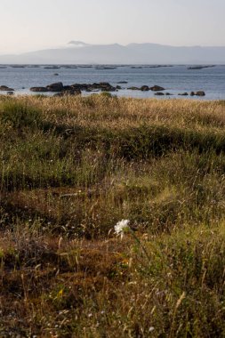 Önünde beyaz bir çiçek olan bir çim tarlası. Arazi bir su kütlesinin yanında ve gökyüzü bulutlu.