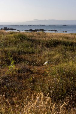 Önünde beyaz bir çiçek olan bir çim tarlası. Arazi bir su kütlesinin yanında ve gökyüzü bulutlu.