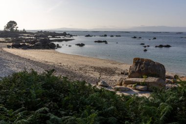 Arka planda bir su kütlesi olan kayalık bir kıyı şeridinin önünde bir ağaç var. Gökyüzü bulutlu ve sahne huzurlu.