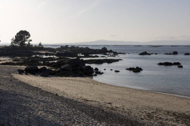 Arka planda bir su kütlesi olan kayalık bir kıyı şeridinin önünde bir ağaç var. Gökyüzü bulutlu ve sahne huzurlu.