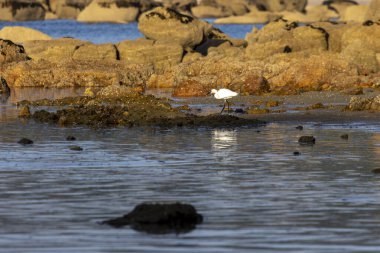 Küçük bir balıkçıl bazı kayaların yanında suyun içinde duruyor. Su sakin ve kuş yiyecek arıyor.