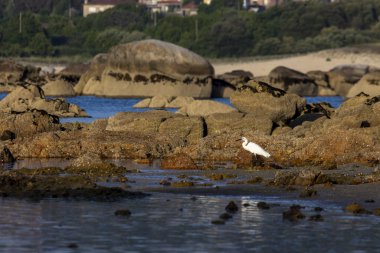Küçük bir balıkçıl bazı kayaların yanında suyun içinde duruyor. Su sakin ve kuş yiyecek arıyor.