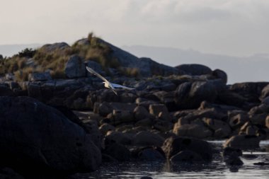 Küçük beyaz bir balıkçıl kuş bir su kütlesinin üzerinde uçuyor. Gökyüzü bulutlu ve kuş suyun üzerinde süzülüyor.
