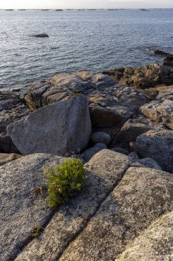 Okyanus kıyısındaki bir kayanın üzerinde küçük bir bitki büyüyor. Kaya büyüktür ve okyanus sakindir.