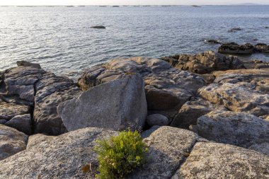 Okyanus kıyısındaki bir kayanın üzerinde küçük bir bitki büyüyor. Kaya büyüktür ve okyanus sakindir.